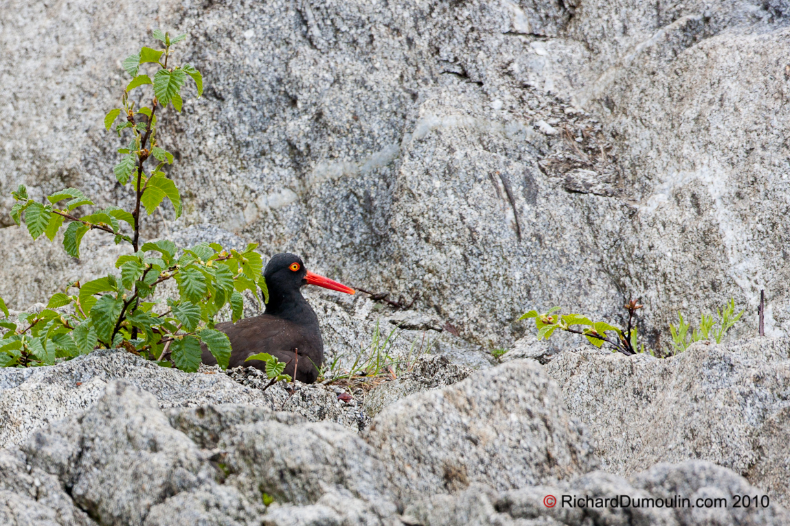 AMERICAN BLACK OYSTERCATCHER 